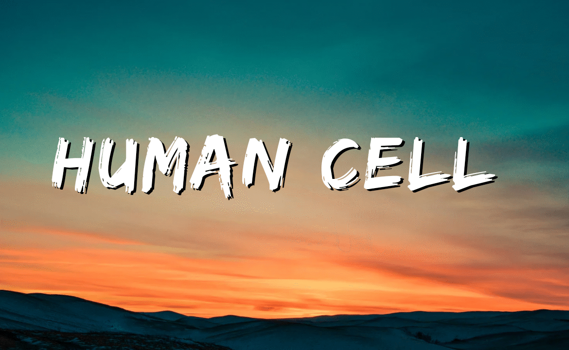 Human cell and cell membrane