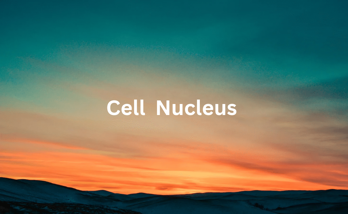 A nucleus in the human cell