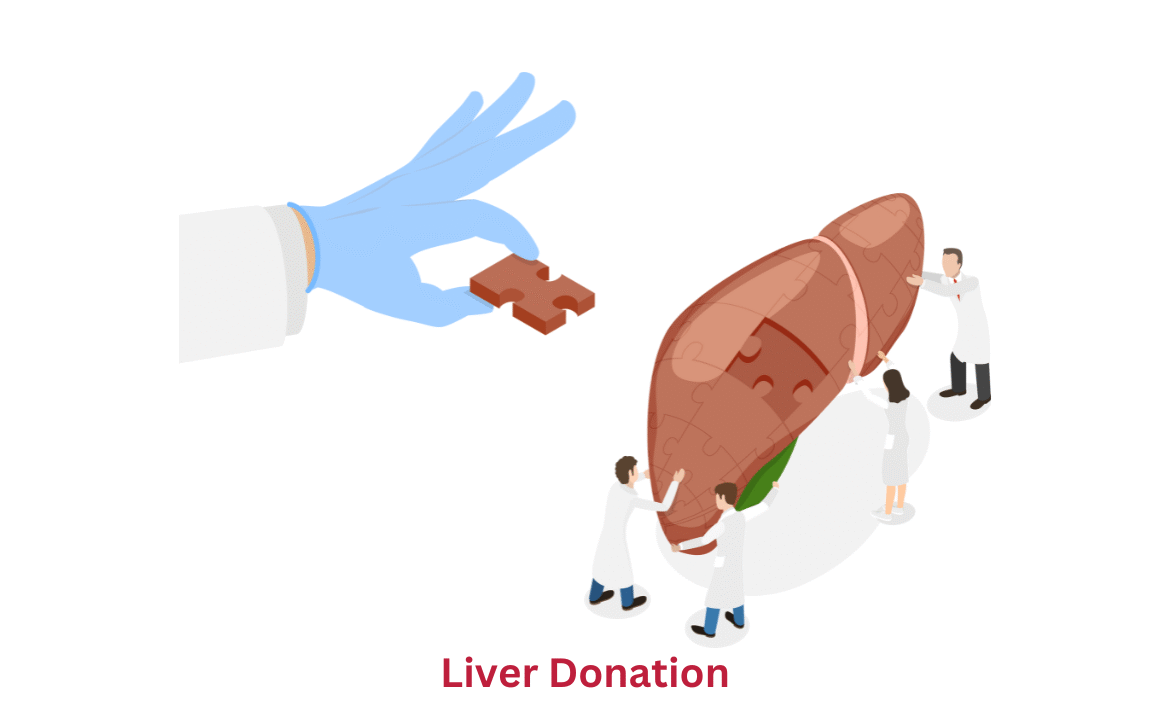          Liver Donation                                                   