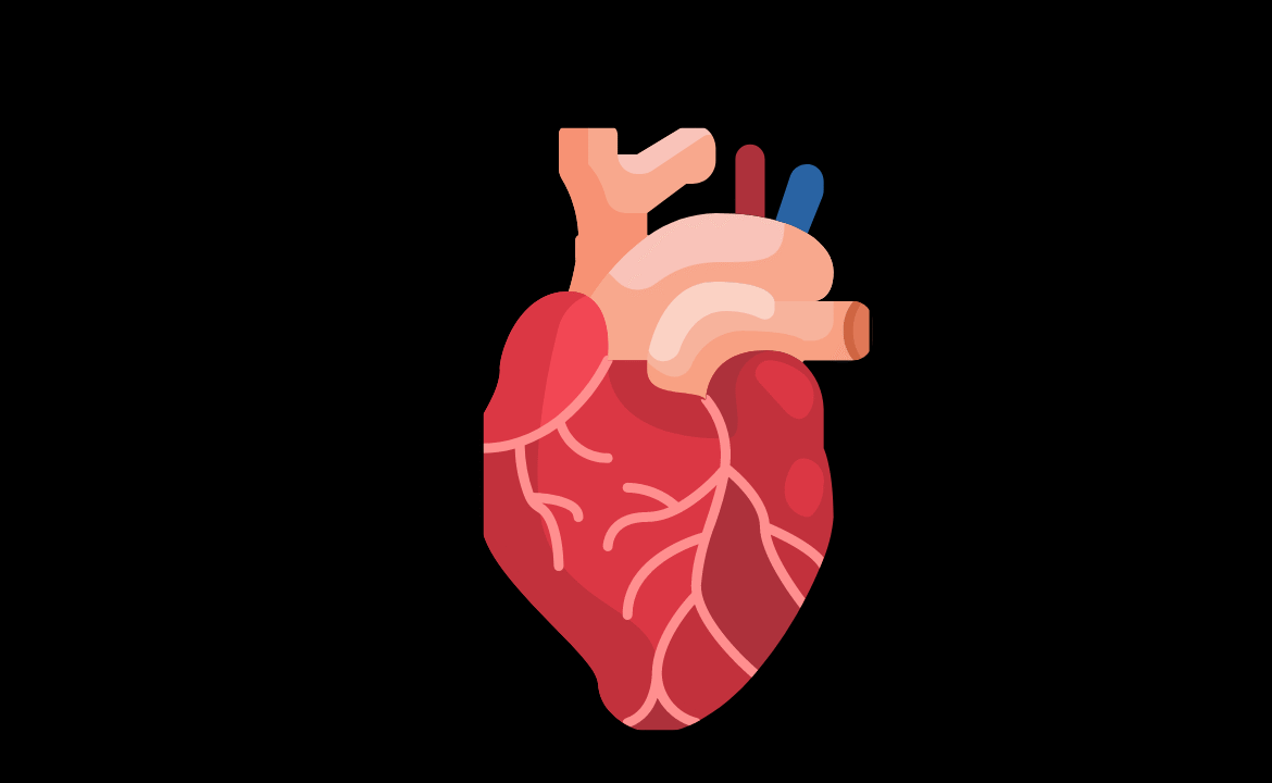 Coronary Circulation |Human Physiology | Myocardial Ischemia| Infarction